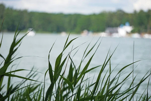 Reeds Water Edge Sky Background — Φωτογραφία Αρχείου