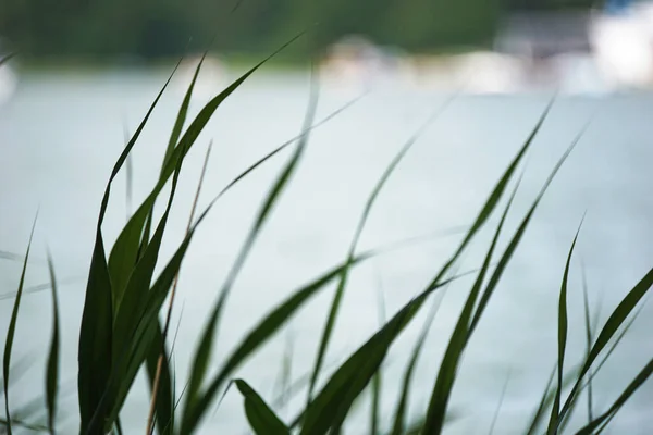 Reeds Water Edge — Stock Fotó