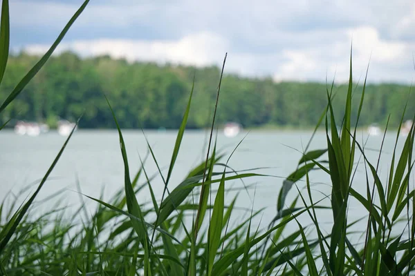 Reeds Water Edge Sky Background — Φωτογραφία Αρχείου