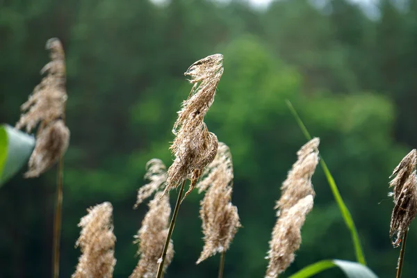 Reeds Defocused Background Bokeh Effect — Stock Fotó
