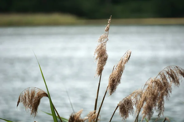 Reeds Water Edge — Stock Fotó