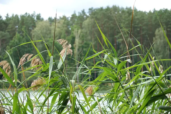 Reeds Water Edge — Φωτογραφία Αρχείου