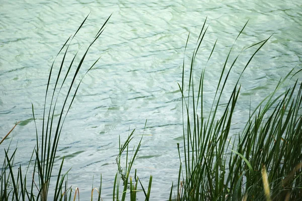 Reeds Water Edge — Zdjęcie stockowe