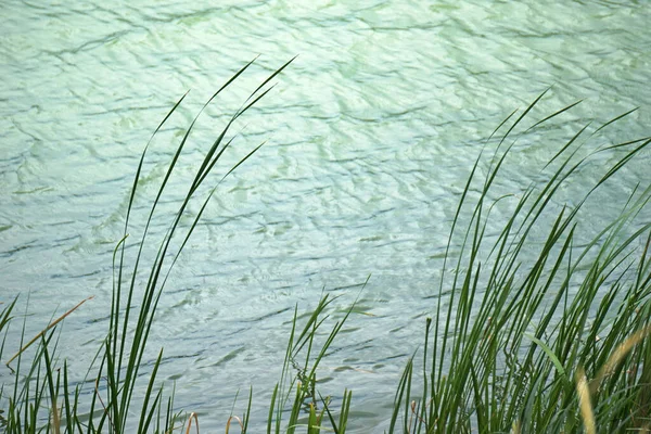 Reeds Borda Água — Fotografia de Stock