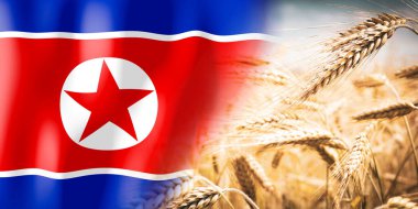 Kuzey Kore - bayrak ve olgun çavdar tarlası - ekinler, tahıl, hasat kavramı