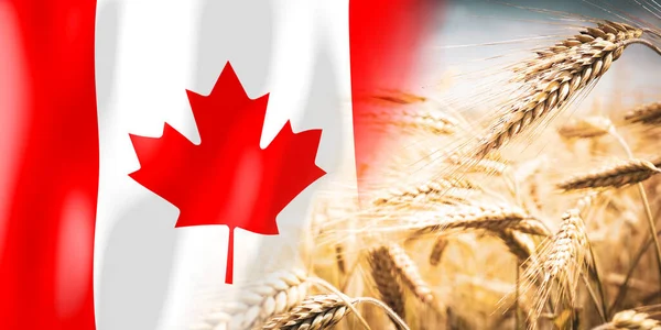 Canada Flag Ripe Rye Field Crops Cereal Harvest Concept — Foto de Stock