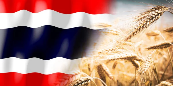 Thajsko Vlajky Zralé Žitné Pole Plodiny Obiloviny Koncepce Sklizně — Stock fotografie