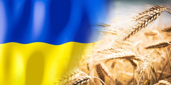 Ukraine Flag Ripe Rye Field Crops Cereal Harvest Concept — Foto de Stock