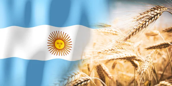 Argentina Flag Ripe Rye Field Crops Cereal Harvest Concept — стоковое фото