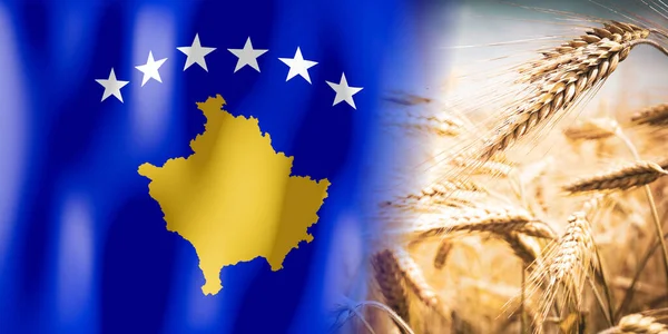 Kosova Bayrak Olgun Çavdar Tarlası Ekinler Tahıl Hasat Kavramı — Stok fotoğraf