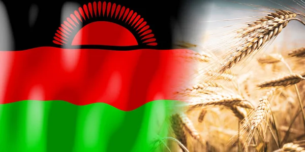 Malawi Vlajky Zralé Žitné Pole Plodiny Obiloviny Koncepce Sklizně — Stock fotografie