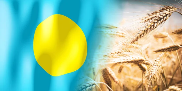 Palau Vlajkové Zralé Žitné Pole Plodiny Obiloviny Koncepce Sklizně — Stock fotografie