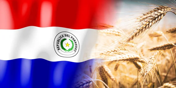 Paraguay Flag Ripe Rye Field Crops Cereal Harvest Concept —  Fotos de Stock