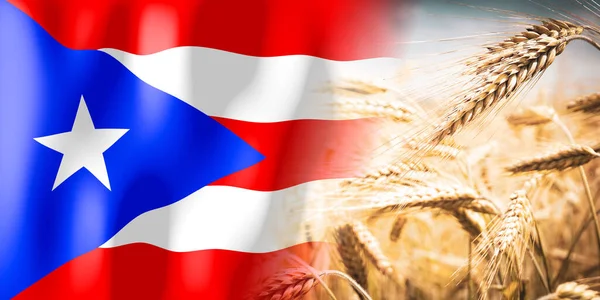 Puerto Rico Flag Ripe Rye Field Crops Cereal Harvest Concept — Φωτογραφία Αρχείου