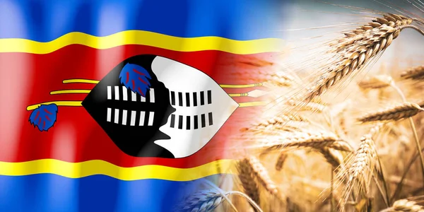 Swaziland Flag Ripe Rye Field Crops Cereal Harvest Concept — Foto de Stock
