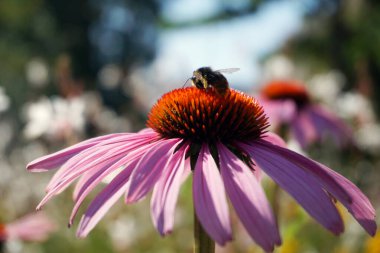 Menekşe çiçekli arı, odaklanmış arka plan