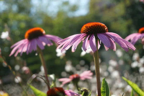 Blumenwiese Mit Violetten Und Orangen Blüten — Stockfoto