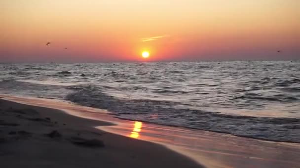 Zachód Słońca Wschód Słońca Słońce Odbija Się Falach Ptaki Latające — Wideo stockowe