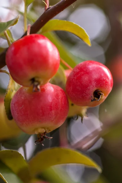 Mini pommes sur un arbre . — Photo