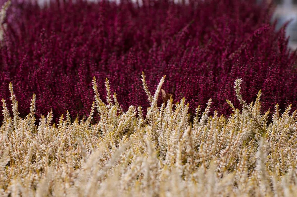 Beyaz ve koyu heather