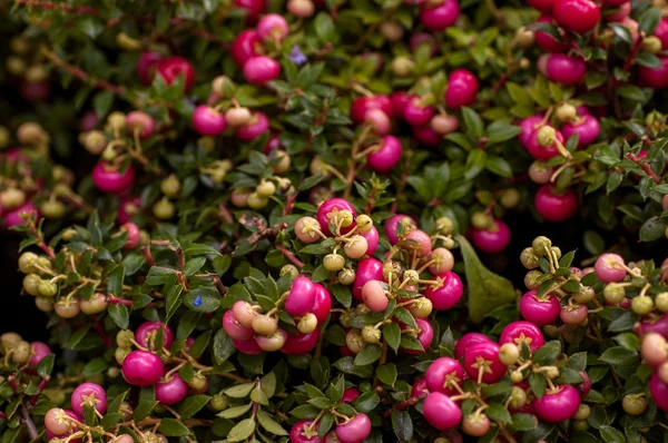 pernettya pembe ve yeşil