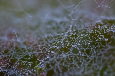Su damlacıkları ile spiderweb