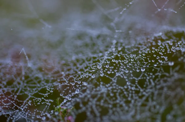 Teia de aranha com gotículas de água — Fotografia de Stock