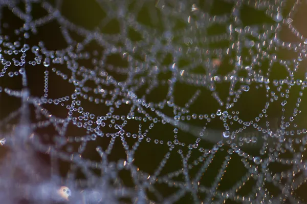 Teia de aranha com gotículas de água — Fotografia de Stock