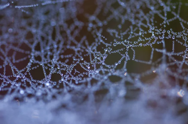 Spiderweb avec des gouttelettes d'eau — Photo