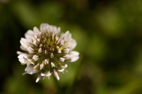 Bílý wildflower — Stock fotografie