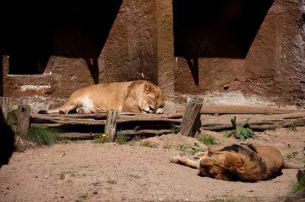 Sovande lejon — Stockfoto