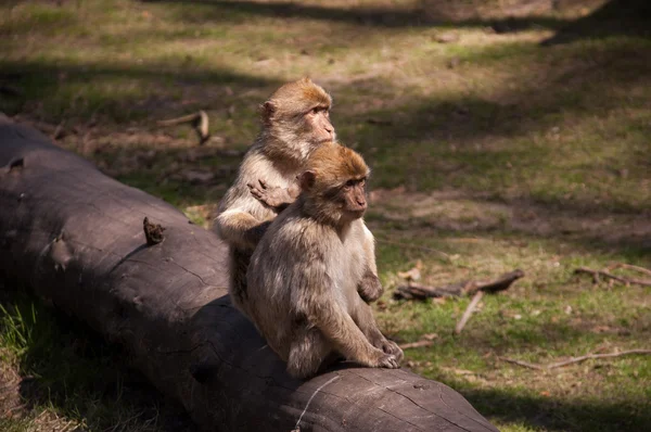 Monkeys sitting on a tree — Stock Photo, Image