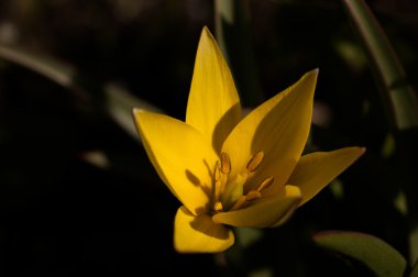 çiçek açan lilly