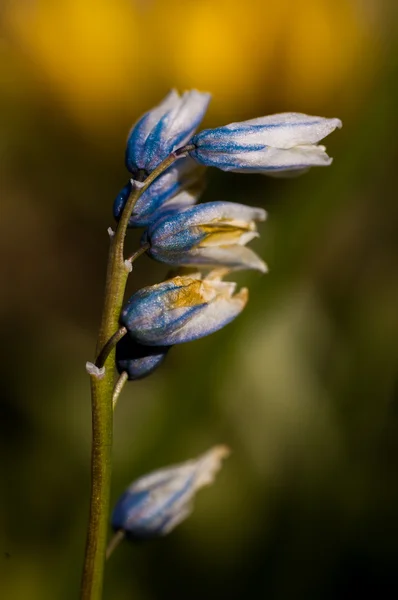 Bluebell květiny připravené kvést — Stock fotografie