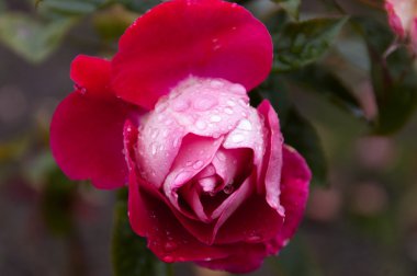 Yağmur damlaları ile gül