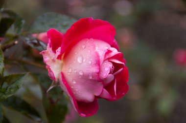 Yağmur damlaları ile gül