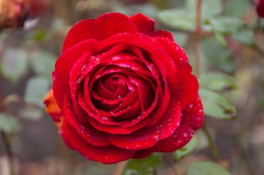 Yağmur damlaları ile gül