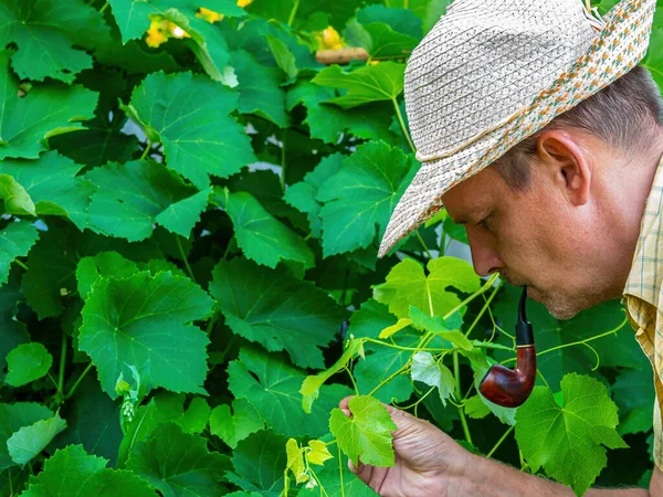 Agricultor Macho Humeante Examina Las Hojas Vid Fumador Agricultura Pipa — Foto de Stock