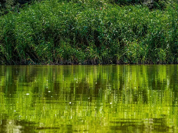 Spiegelung der Küstenpflanze Rohrkolben im Wasser des Flusses. — Stockfoto