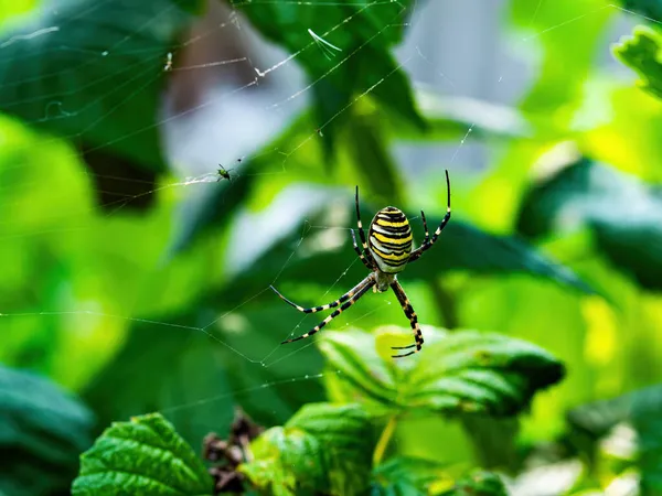 有黄色条纹的黑色蜘蛛Argiope Bruennichi Argiope Bruennichi 像蜘蛛一样的动物昆虫动物 覆盆子树绿叶上的蜘蛛网 — 图库照片