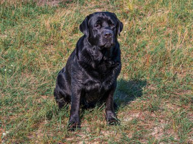 Siyah köpek labrador yeşil çimlerde oturuyor..