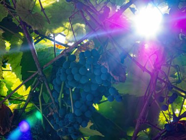 Güneşte yeşil asma yapraklı mavi üzümler.