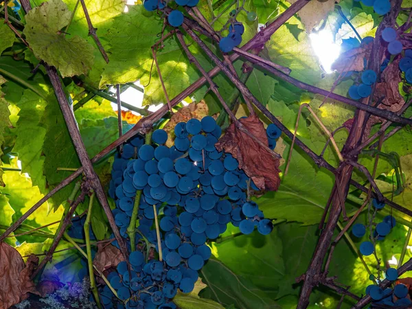 Blue grapes in the green leaves of the vine of the vineyard. — Stock Photo, Image