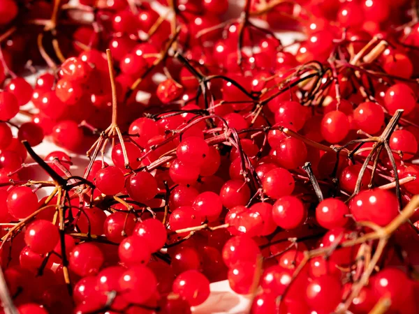 Kırmızı viburnum 'un tıbbi meyvelerini toplayın.. — Stok fotoğraf