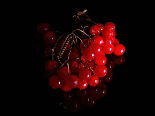 검은 배경에 붉은 비부 르눔 열매가 있는 가지. — 스톡 사진