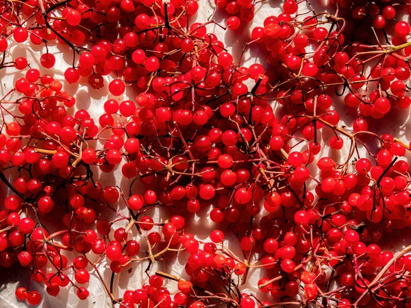 Vörösviburnum gyógybogyók betakarítása. — Stock Fotó