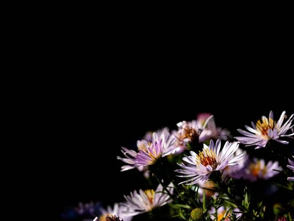 Pink blooming flowers of a bush aster on a black background.