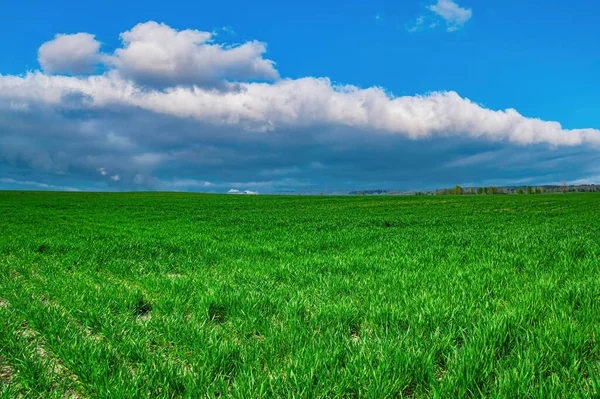Pousses vertes de cultures d'hiver sur un champ d'agriculteurs au printemps. — Photo