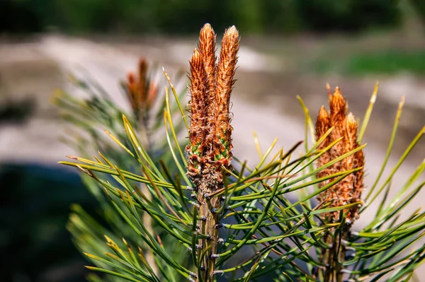 Flowering green branch of a pine tree in the forest. — Stock Photo, Image