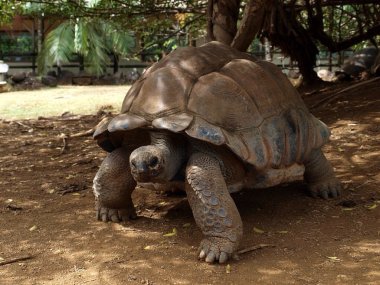 Mauritius. hayvanlar